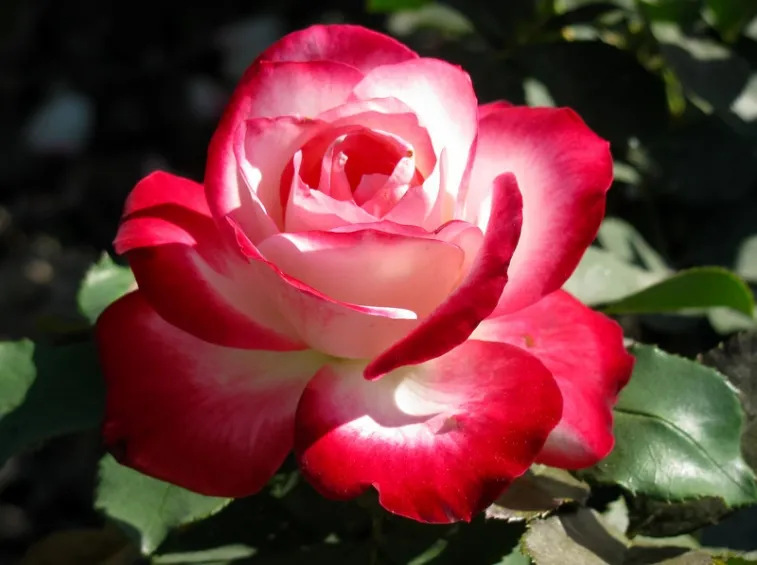 Varietà rose floribunde
