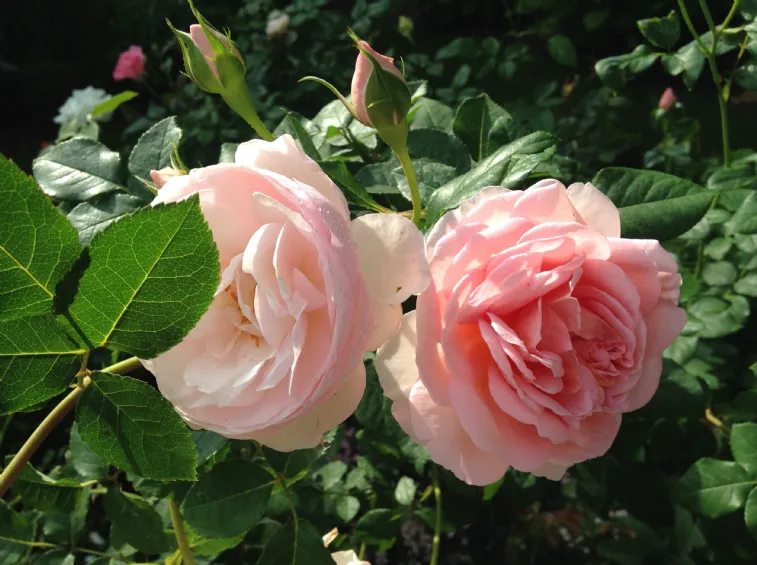 Varietà rose nostalgiche