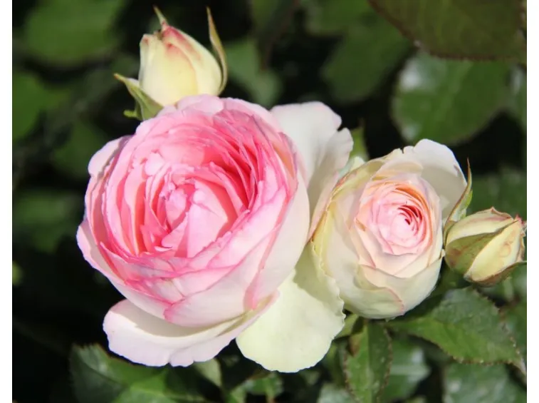 Varietà rose nostalgiche