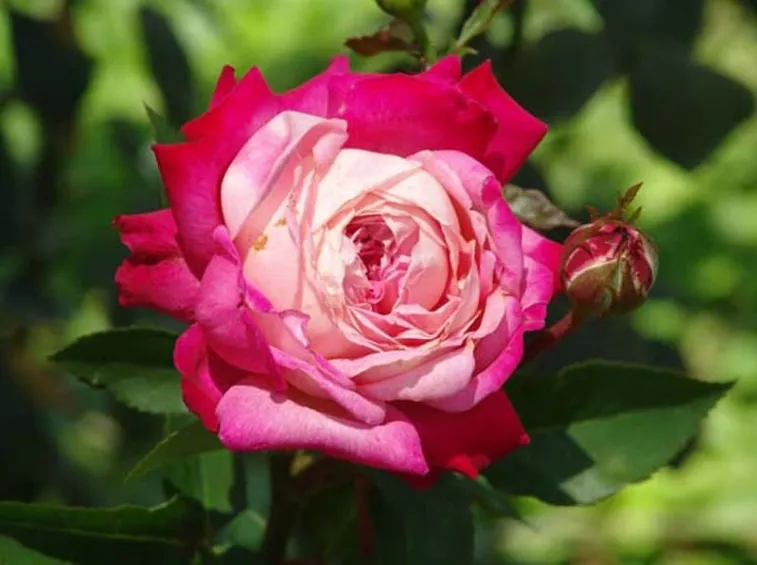 Varietà rose nostalgiche