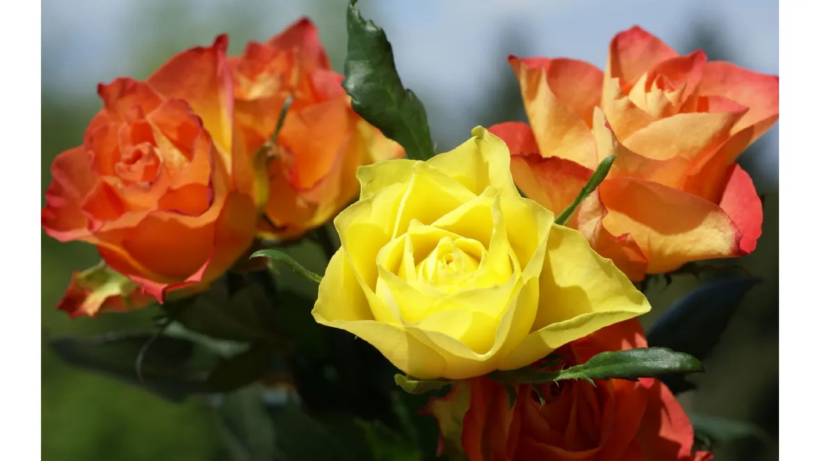 Varietà Rose