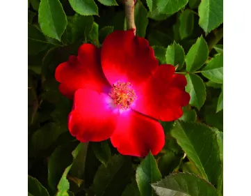 Scarlet Winterjewel® - Bozscarwin