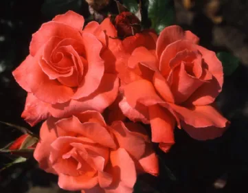 Rose Ave Maria