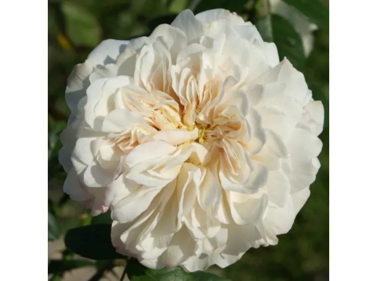 rose-rose-antiche-colonial-white-sombreuil_Nit_21072.jpg