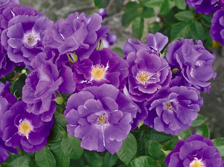 rhapsody-in-blue