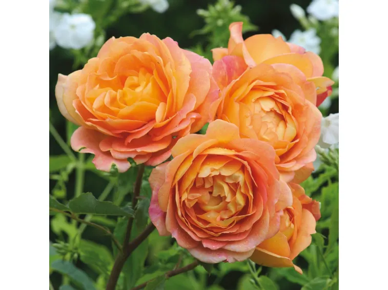 lady of shallot ‘lady of shalott’ quickly forms a large, bushy shrub with slightly arching stems the flowers create a spectacular show of colour and are beautifully displayed . lady of shallot ‘lady of shalott’ quickly forms a large, bushy shrub with slightly arching stems the flowers create a spectacular show of colour and are beautifully displayed .