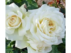 Rose Alaska Future