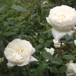 rose-rose-rampicanti-mon-jardin-ma-maison-meichavrin_miniit_1466.jpg