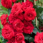rose-rose-rampicanti-negresco_miniit_13728.jpg