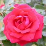 rose-rose-rampicanti-new-dawn-rouge_miniit_13805.jpg