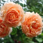 rose-rose-rampicanti-polka-91_miniit_13217.jpg