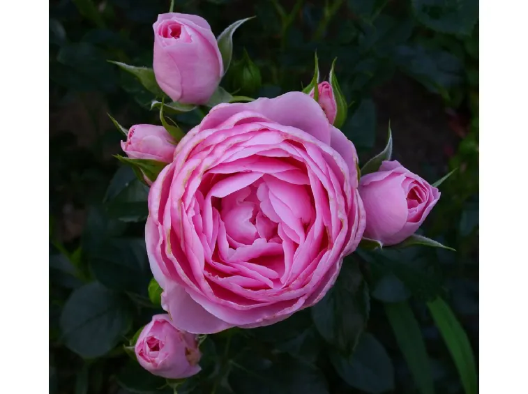 Hans Gönewein Rose