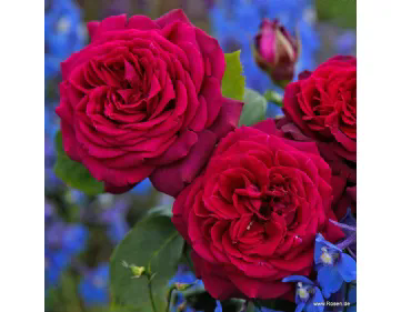 Gräfin Diana - Royal Parfuma