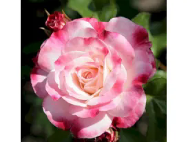 Rose Rosenstadt Freising