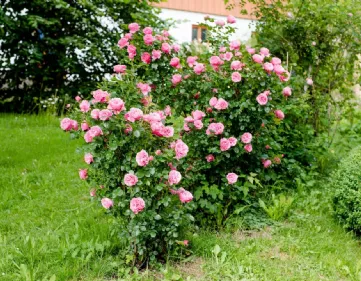 Rose concime organico