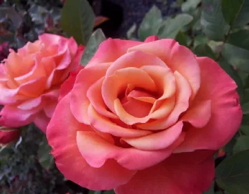 Coltivare rose floribunde