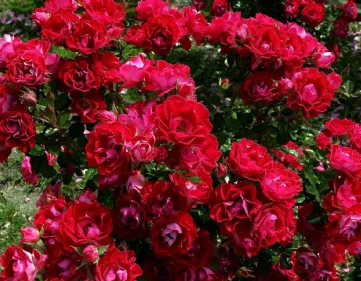 Rose rosse foto