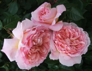 Rose Abraham Darby