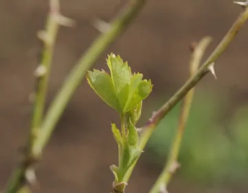 Riprodurre le rose ibridi di tea