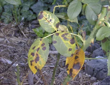 Ticchiolatura rose tappezzanti