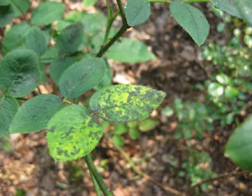 Rose peronospora