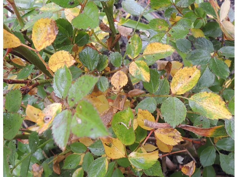 Carrera Patriótico Innecesario Rose malattie foglie