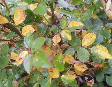 Malattie foglie rose
