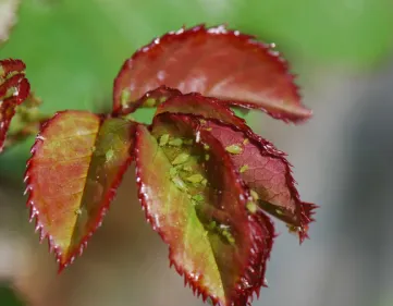 Rosa con afidi