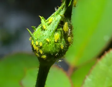 Afidi verdi rose