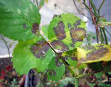 Foglie rose con ticchiolatura