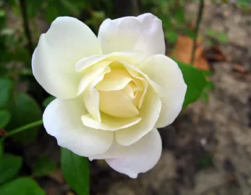 Rosa bianca purezza
