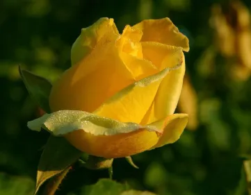Rosa gialla significato