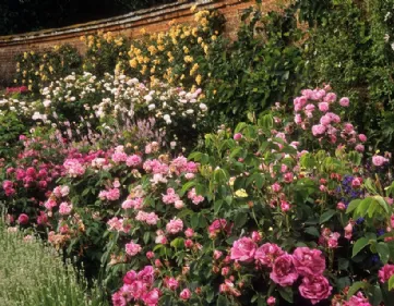 Giardino rose antiche