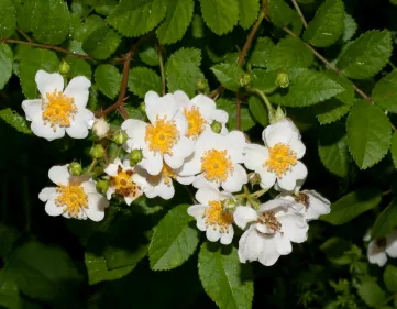 Rose multiflora