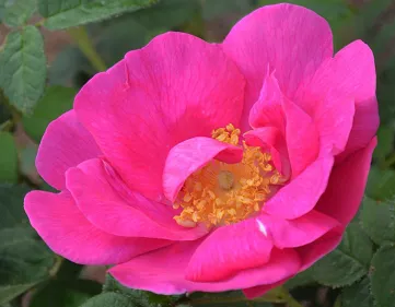 Origini rosa gallica