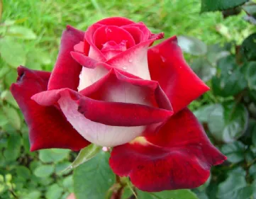 La rosa Osiria