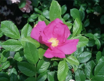 Rosa rugosa scabrosa