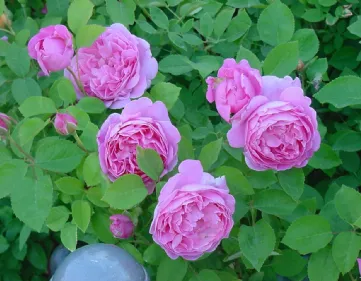 Rose inglesi antiche