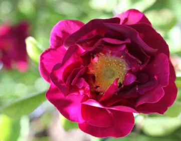 Vendita rose antiche