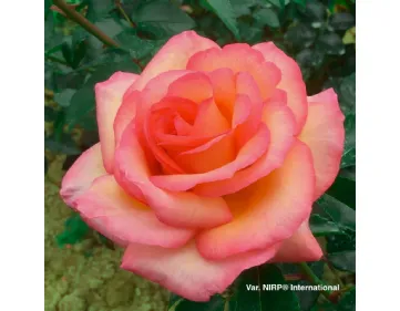 Rosa del Camino de Santiago