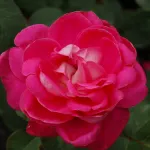 Rosa Acapella