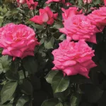 Rosa Acapella