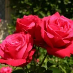 Rose Alecs Red