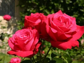 Rose Alecs Red