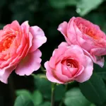 Rosa Amandine Chanel