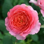 Rosa Amandine Chanel