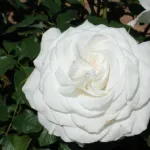 Rosa Annapurna