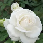 Rosa Annapurna