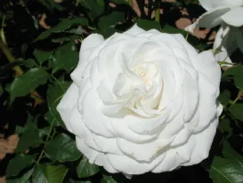 Rosa Annapurna