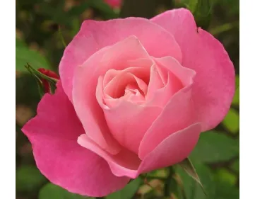 Rose Bel Ange